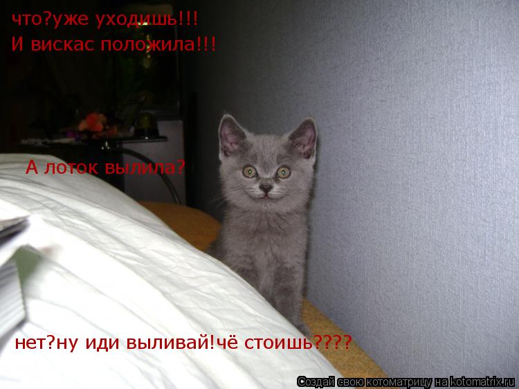 что?уже уходишь!!! И вискас положила!!! А лоток вылила? нет?ну иди выливай!чё стоишь????... Котоматрица: что?уже уходишь!!! И вискас положила!!! А лоток вылила? нет?ну иди выливай!чё стоишь????