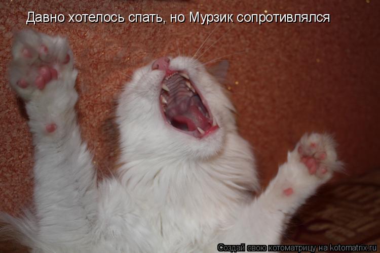 Давно хотелось спать, но Мурзик сопротивлялся... Котоматрица: Давно хотелось спать, но Мурзик сопротивлялся