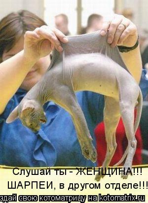 Слушай ты - ЖЕНЩИНА!!! ШАРПЕИ, в другом отделе!!!... Котоматрица: Слушай ты - ЖЕНЩИНА!!! ШАРПЕИ, в другом отделе!!!