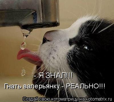 - Я ЗНАЛ!!! Гнать валерьянку - РЕАЛЬНО!!!... Котоматрица: - Я ЗНАЛ!!! Гнать валерьянку - РЕАЛЬНО!!!