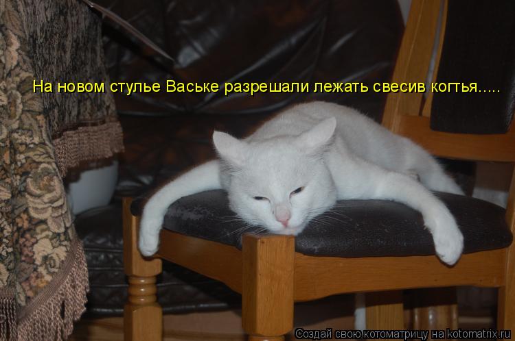 На новом стулье Ваське разрешали лежать свесив когтья........ Котоматрица: На новом стулье Ваське разрешали лежать свесив когтья.....
