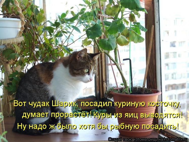 Котоматрица: Вот чудак Шарик, посадил куриную косточку,  думает прорастёт! Куры из яиц выводятся! Ну надо ж было хотя бы рыбную посадить!