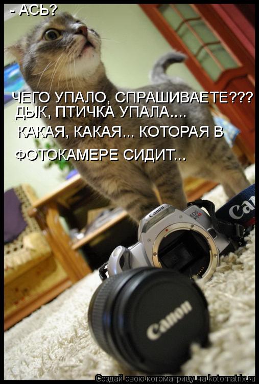 - АСЬ? ЧЕГО УПАЛО, СПРАШИВАЕТЕ??? КАКАЯ, КАКАЯ... КОТОРАЯ В ФОТОКАМЕРЕ СИДИТ... ДЫК, ПТИЧКА УПАЛА..... Котоматрица: - АСЬ? ЧЕГО УПАЛО, СПРАШИВАЕТЕ??? КАКАЯ, КАКАЯ... КОТОРАЯ В ФОТОКАМЕРЕ СИДИТ... ДЫК, ПТИЧКА УПАЛА....