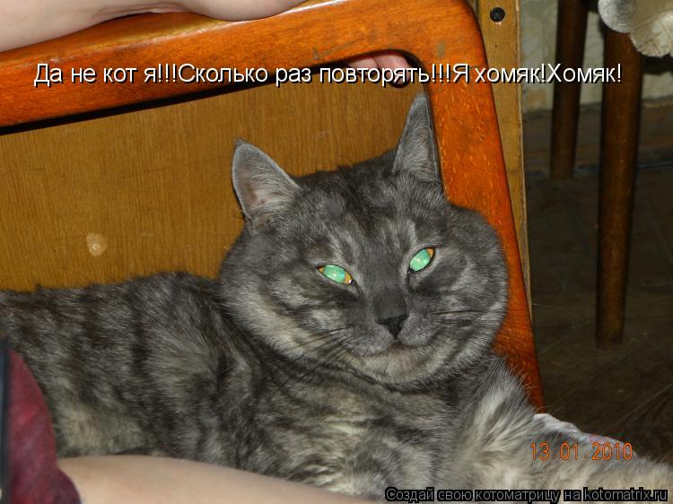 Да не кот я!!!Сколько раз повторять!!!Я хомяк!Хомяк!... Котоматрица: Да не кот я!!!Сколько раз повторять!!!Я хомяк!Хомяк!