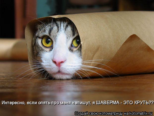 Интересно, если опять про меня напишут, я ШАВЕРМА - ЭТО КРУТЬ???... Котоматрица: Интересно, если опять про меня напишут, я ШАВЕРМА - ЭТО КРУТЬ???