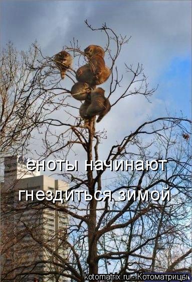 еноты начинают гнездиться зимой... Котоматрица: еноты начинают гнездиться зимой