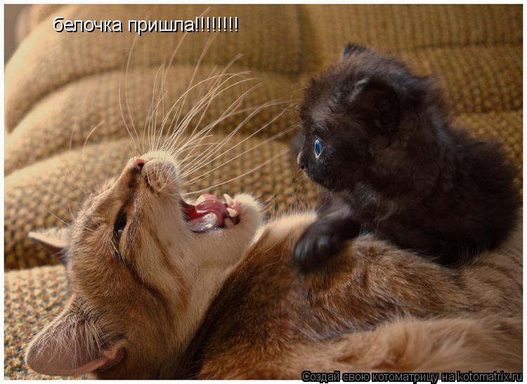 белочка пришла!!!!!!!!... Котоматрица: белочка пришла!!!!!!!!