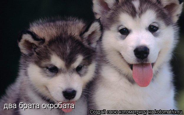 два брата окробата... Котоматрица: два брата окробата