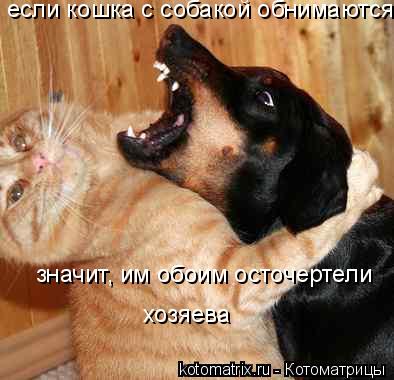 если кошка с собакой обнимаются значит, им обоим осточертели хозяева... Котоматрица: если кошка с собакой обнимаются значит, им обоим осточертели хозяева
