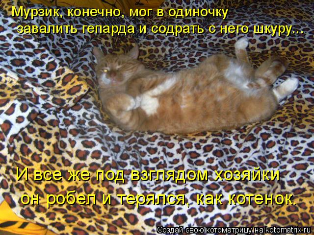 Мурзик, конечно, мог в одиночку завалить гепарда и содрать с него шкуру... И все же под взглядом хозя... Котоматрица: Мурзик, конечно, мог в одиночку завалить гепарда и содрать с него шкуру... И все же под взглядом хозяйки он робел и терялся, как котенок.