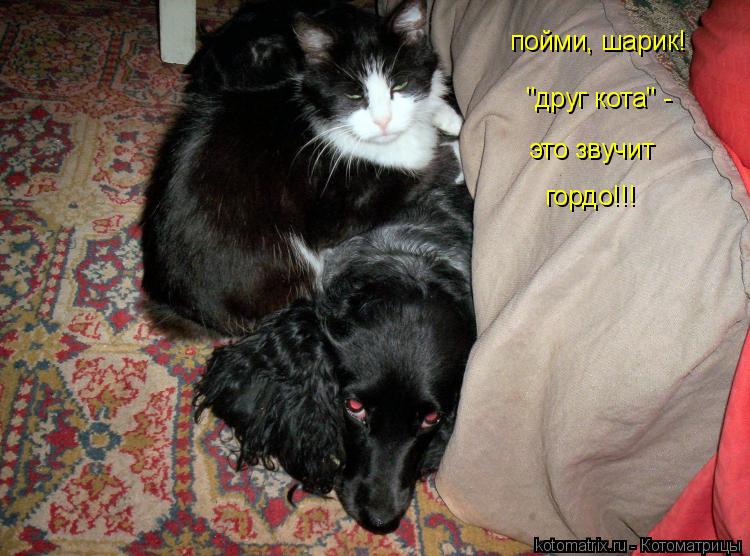 пойми, шарик! "друг кота" - это звучит гордо!!!... Котоматрица: пойми, шарик! "друг кота" - это звучит гордо!!!