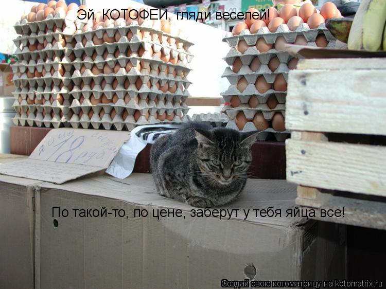 Эй, КОТОФЕЙ, гляди веселей! По такой-то, по цене, заберут у тебя яйца все!... Котоматрица: Эй, КОТОФЕЙ, гляди веселей! По такой-то, по цене, заберут у тебя яйца все!