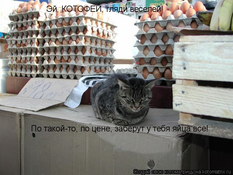 Котоматрица: Эй, КОТОФЕЙ, гляди веселей! По такой-то, по цене, заберут у тебя яйца все!