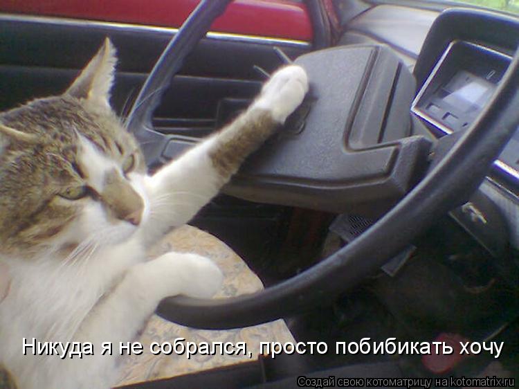 Никуда я не собрался, просто побибикать хочу... Котоматрица: Никуда я не собрался, просто побибикать хочу