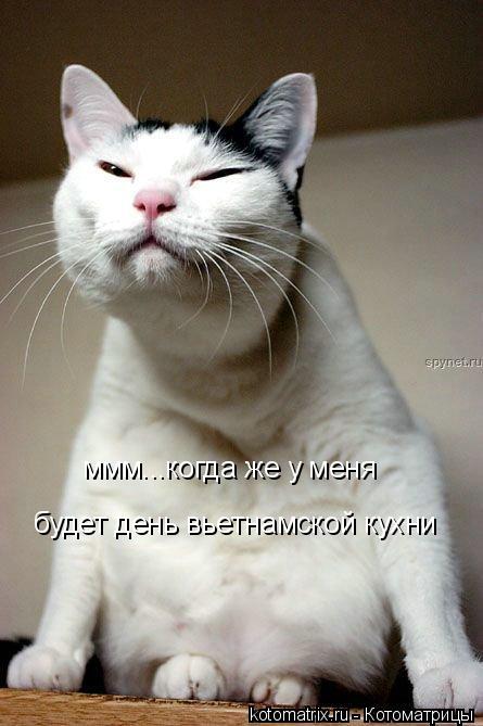 ммм...когда же у меня будет день вьетнамской кухни... Котоматрица: ммм...когда же у меня будет день вьетнамской кухни