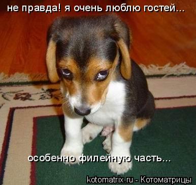 не правда! я очень люблю гостей... особенно филейную часть...... Котоматрица: не правда! я очень люблю гостей... особенно филейную часть...