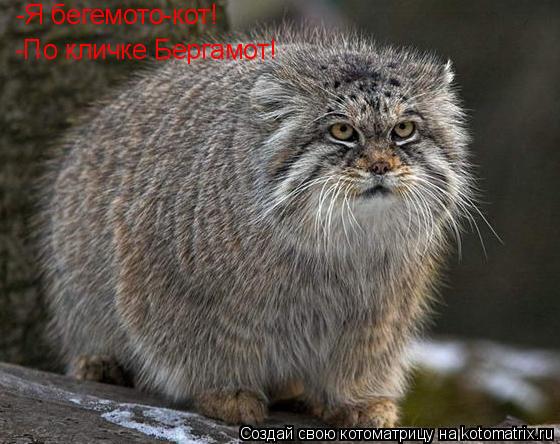 -Я бегемото-кот! -По кличке Бергамот!... Котоматрица: -Я бегемото-кот! -По кличке Бергамот!