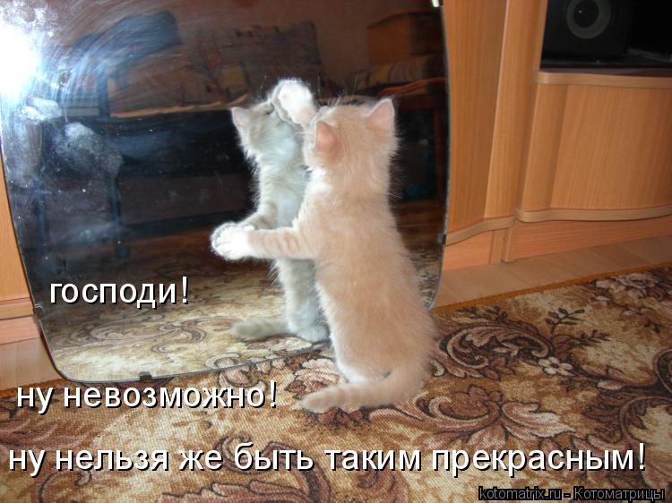 господи! ну невозможно! ну нельзя же быть таким прекрасным!... Котоматрица: господи! ну невозможно! ну нельзя же быть таким прекрасным!