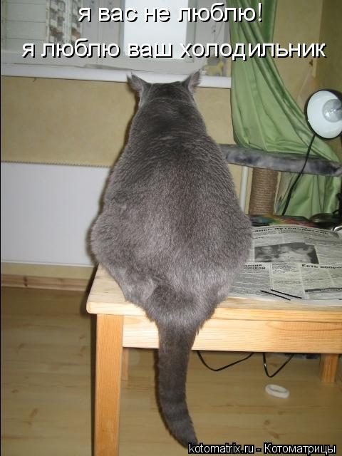 я вас не люблю! я люблю ваш холодильник... Котоматрица: я вас не люблю! я люблю ваш холодильник