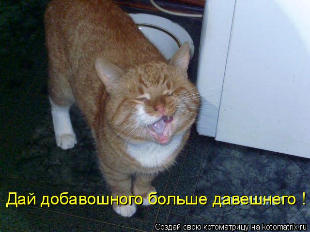 Дай добавошного больше давешнего !... Котоматрица: Дай добавошного больше давешнего !