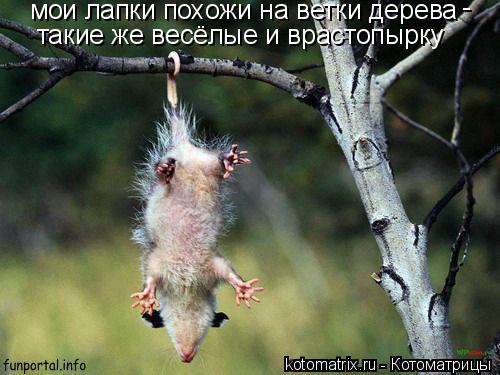 мои лапки похожи на ветки дерева такие же весёлые и врастопырку -... Котоматрица: мои лапки похожи на ветки дерева такие же весёлые и врастопырку -