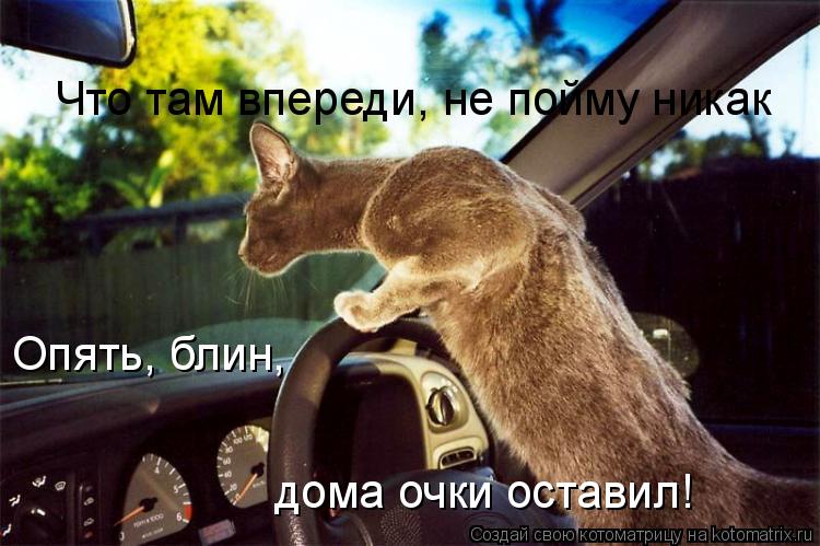 Что там впереди, не пойму никак Опять, блин, дома очки оставил!... Котоматрица: Что там впереди, не пойму никак Опять, блин, дома очки оставил!
