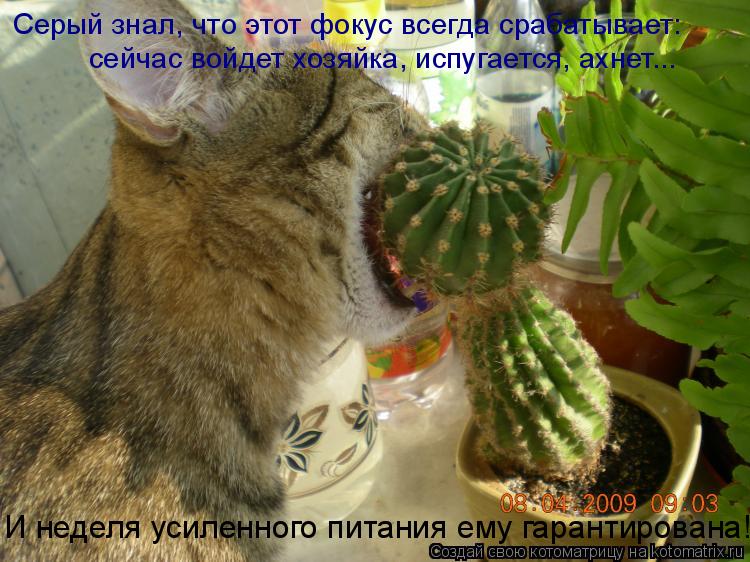 Серый знал, что этот фокус всегда срабатывает: сейчас войдет хозяйка, испугается, ахнет... И неделя у... Котоматрица: Серый знал, что этот фокус всегда срабатывает: сейчас войдет хозяйка, испугается, ахнет... И неделя усиленного питания ему гарантирована!