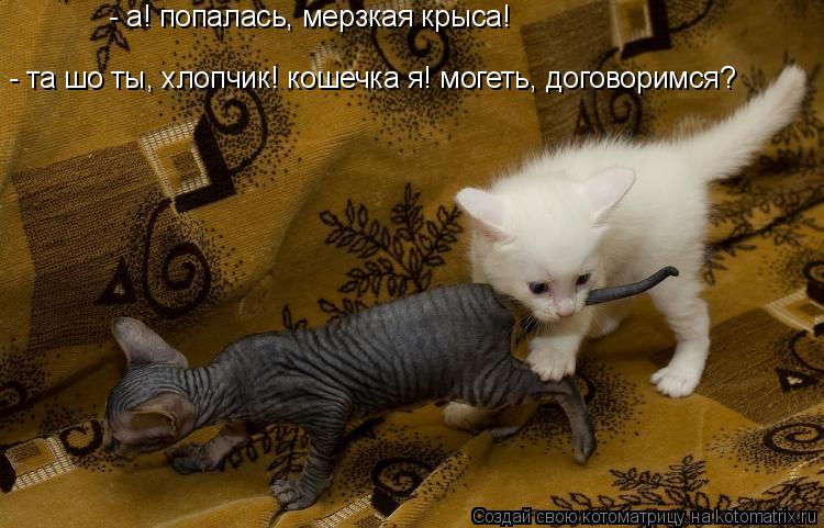 - а! попалась, мерзкая крыса! - та шо ты, хлопчик! кошечка я! могеть, договоримся?... Котоматрица: - а! попалась, мерзкая крыса! - та шо ты, хлопчик! кошечка я! могеть, договоримся?