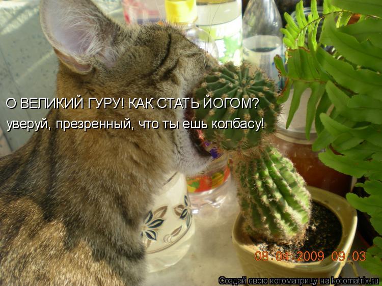 О ВЕЛИКИЙ ГУРУ! КАК СТАТЬ ЙОГОМ? уверуй, презренный, что ты ешь колбасу!... Котоматрица: О ВЕЛИКИЙ ГУРУ! КАК СТАТЬ ЙОГОМ? уверуй, презренный, что ты ешь колбасу!