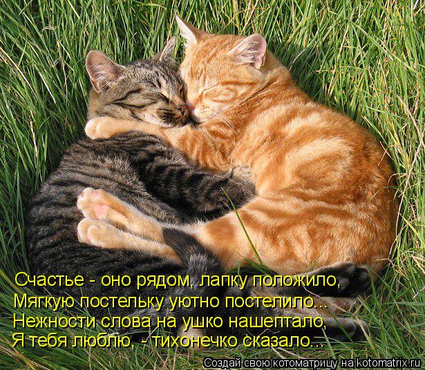 Счастье - оно рядом, лапку положило, Мягкую постельку уютно постелило... Нежности слова на ушко нашеп... Котоматрица: Счастье - оно рядом, лапку положило, Мягкую постельку уютно постелило... Нежности слова на ушко нашептало, Я тебя люблю, - тихонечко сказало...