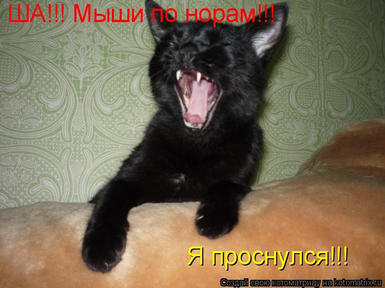 ША!!! Мыши по норам!!! Я проснулся!!!... Котоматрица: ША!!! Мыши по норам!!! Я проснулся!!!