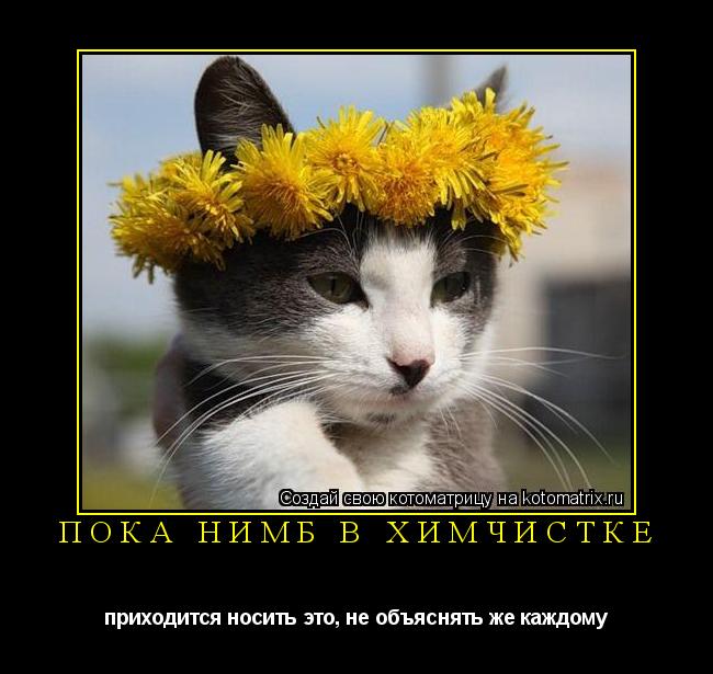 Пока нимб в химчистке приходится носить это, не объяснять же каждому... Котоматрица: Пока нимб в химчистке приходится носить это, не объяснять же каждому