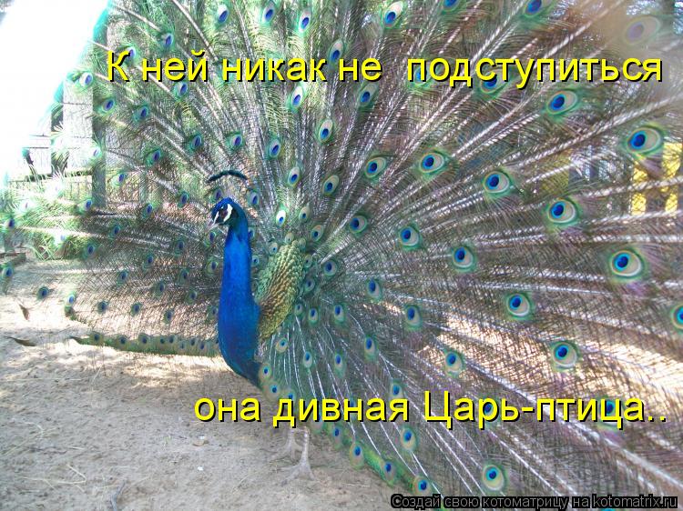 К ней никак не подступиться она дивная Царь-птица..... Котоматрица: К ней никак не подступиться она дивная Царь-птица..