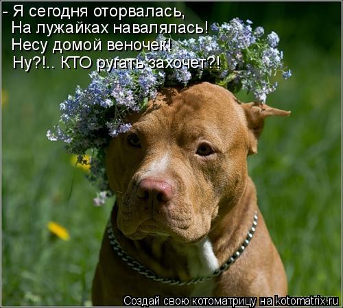 - Я сегодня оторвалась, На лужайках навалялась! Несу домой веночек! Ну?!.. КТО ругать захочет?!... Котоматрица: - Я сегодня оторвалась, На лужайках навалялась! Несу домой веночек! Ну?!.. КТО ругать захочет?!