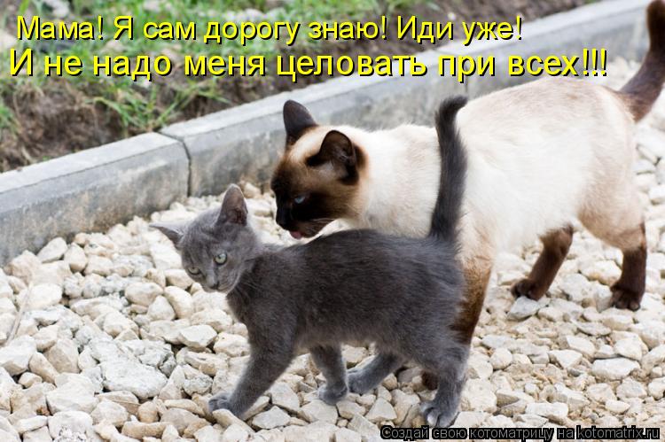 Мама! Я сам дорогу знаю! Иди уже! И не надо меня целовать при всех!!!... Котоматрица: Мама! Я сам дорогу знаю! Иди уже! И не надо меня целовать при всех!!!