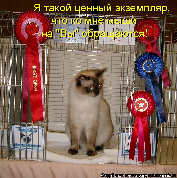 Я такой ценный экземпляр, что ко мне мыши на "Вы" обращаются!... Котоматрица: Я такой ценный экземпляр, что ко мне мыши на "Вы" обращаются!