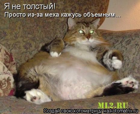 Я не толстый! Просто из-за меха кажусь объемным...... Котоматрица: Я не толстый! Просто из-за меха кажусь объемным...