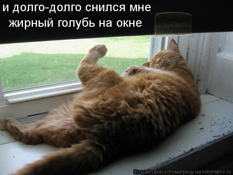 и долго-долго снился мне жирный голубь на окне... Котоматрица: и долго-долго снился мне жирный голубь на окне