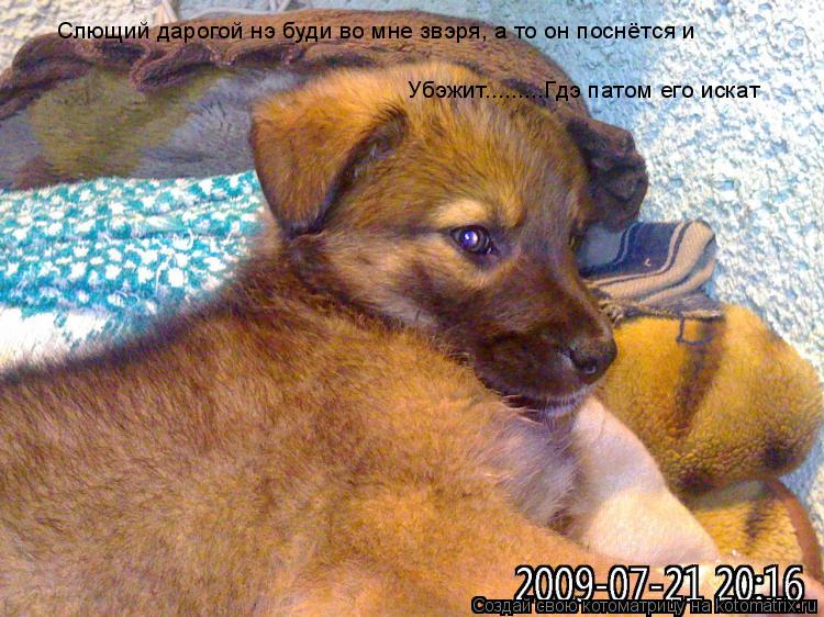 Котоматрица: Слющий дарогой нэ буди во мне звэря, а то он поснётся и Убэжит.........Гдэ патом его искат