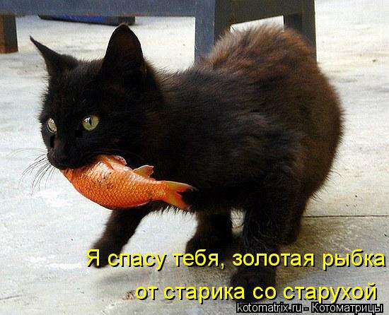 Котоматрица: от старика со старухой Я спасу тебя, золотая рыбка