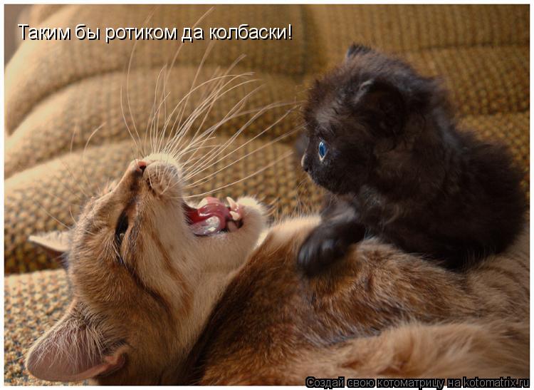 Таким бы ротиком да колбаски!... Котоматрица: Таким бы ротиком да колбаски!