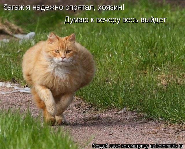 багаж я надежно спрятал, хоязин! Думаю к вечеру весь выйдет... Котоматрица: багаж я надежно спрятал, хоязин! Думаю к вечеру весь выйдет