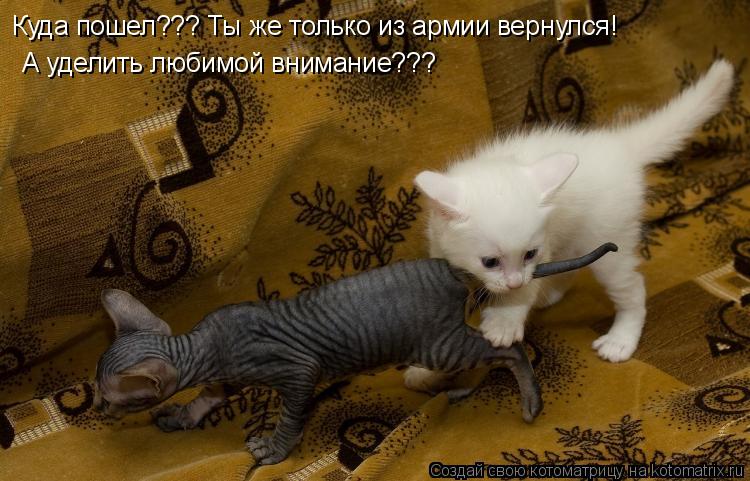 Куда пошел??? Ты же только из армии вернулся! А уделить любимой внимание???... Котоматрица: Куда пошел??? Ты же только из армии вернулся! А уделить любимой внимание???