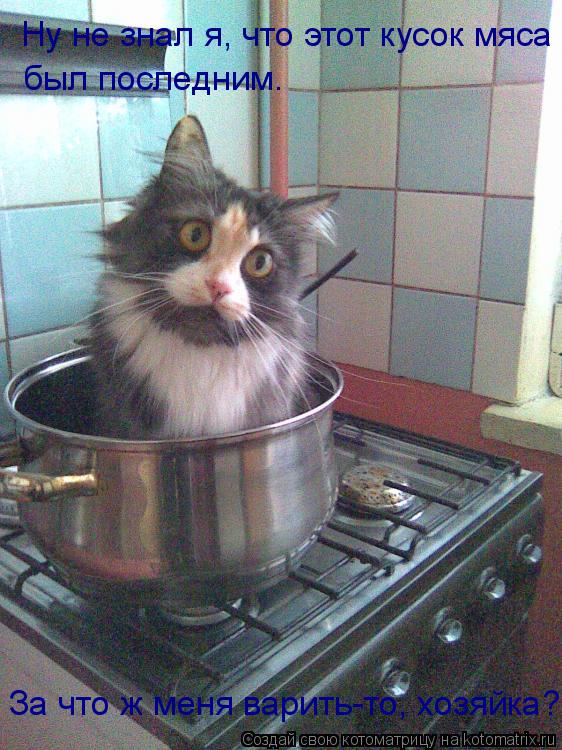 Ну не знал я Ну не знал я, что этот кусок мяса был последним. За что ж меня варить-то, хозяйка?... Котоматрица: Ну не знал я Ну не знал я, что этот кусок мяса был последним. За что ж меня варить-то, хозяйка?