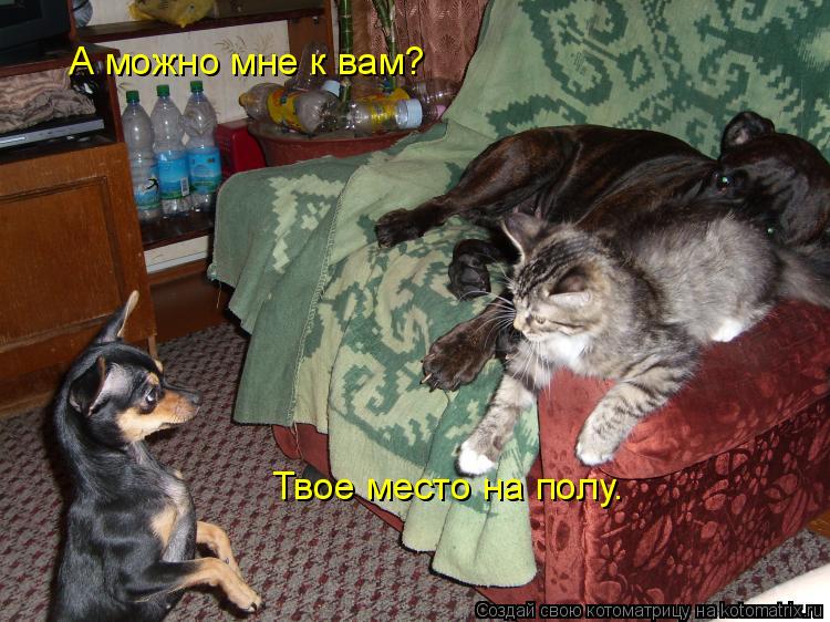 А можно мне к вам? Твое место на полу.... Котоматрица: А можно мне к вам? Твое место на полу.
