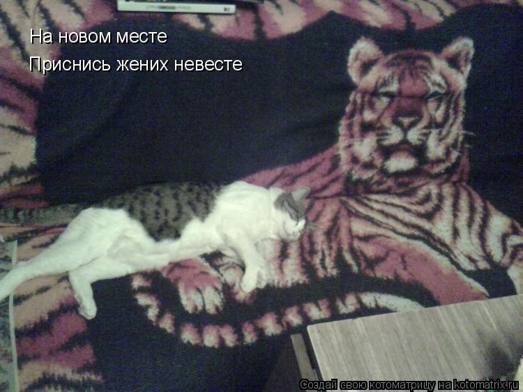На новом месте Приснись жених невесте... Котоматрица: На новом месте Приснись жених невесте