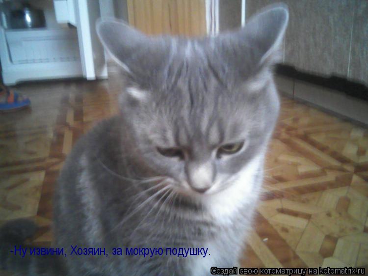 -Ну извини, Хозяин, за мокрую подушку.... Котоматрица: -Ну извини, Хозяин, за мокрую подушку.