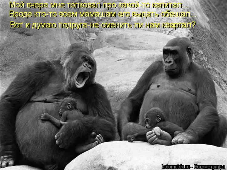 Котоматрица: Мой вчера мне толковал про какой-то капитал... Вроде кто-то всем мамашам его выдать обещал... Вот и думаю,подруга-не сменить ли нам квартал?