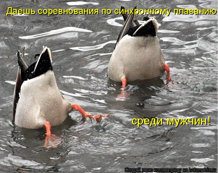 Даешь соревнования по синхронному плаванию среди мужчин!... Котоматрица: Даешь соревнования по синхронному плаванию среди мужчин!