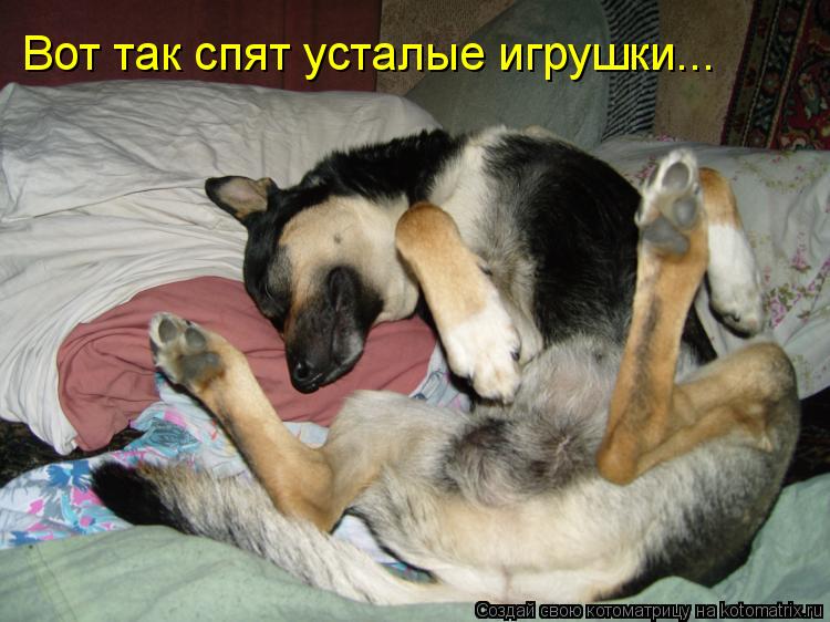 Вот так спят усталые игрушки...... Котоматрица: Вот так спят усталые игрушки...